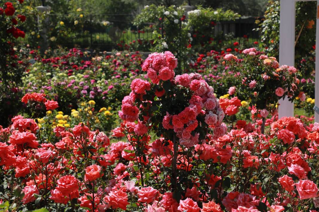 Doğanın en güzel tonları Karatay’da! Her detayıyla hayran bırakıyor 5